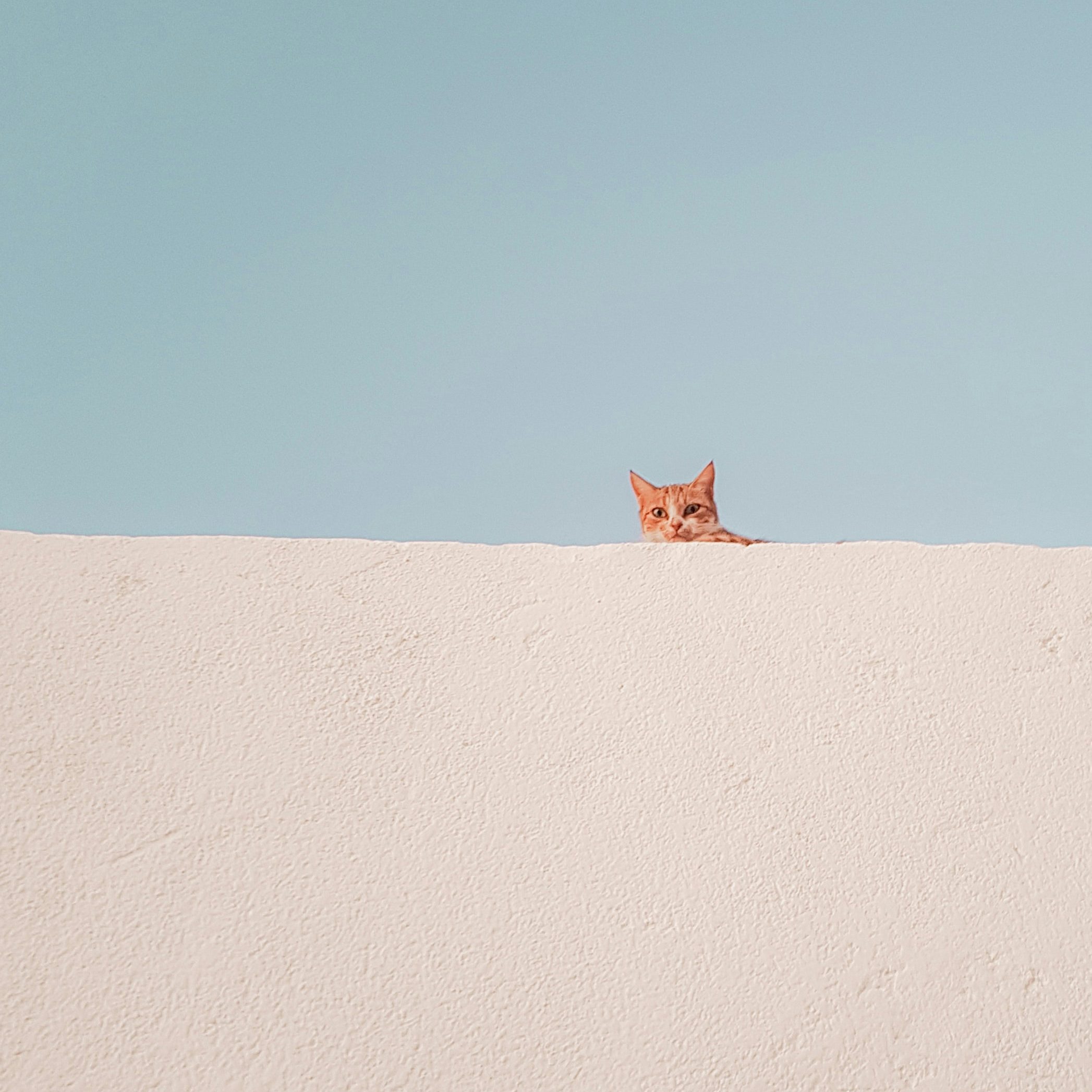 Red cat looking over a light pink wall.