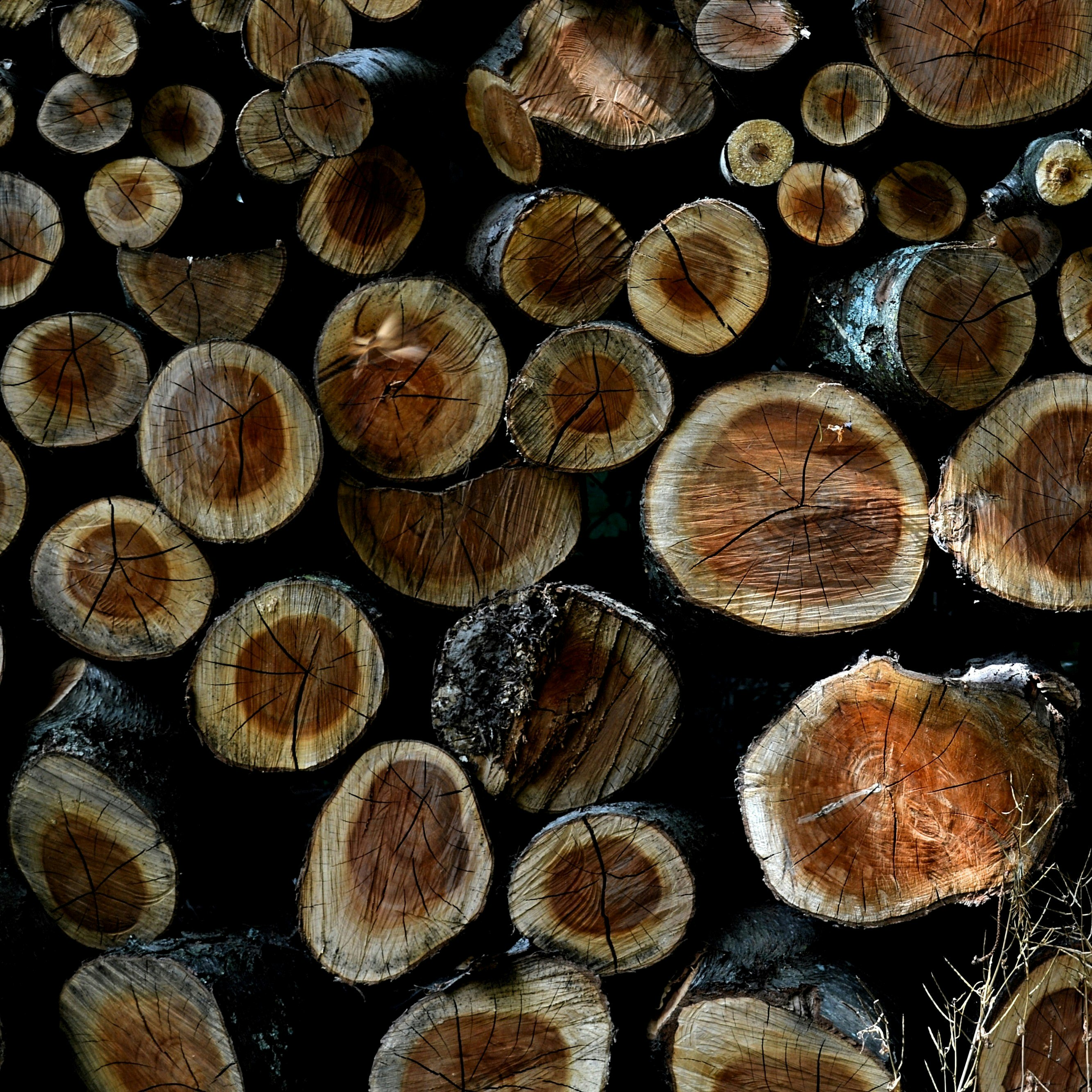 Stack of tree trunks